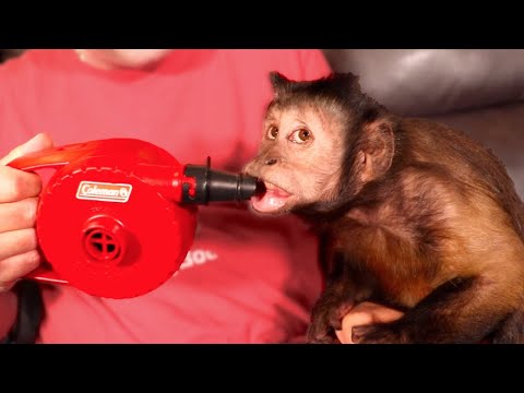 Monkey Plays with Air Blower!