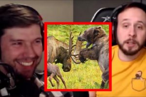 Moose vs Bear & Other Animal Fights | PKA