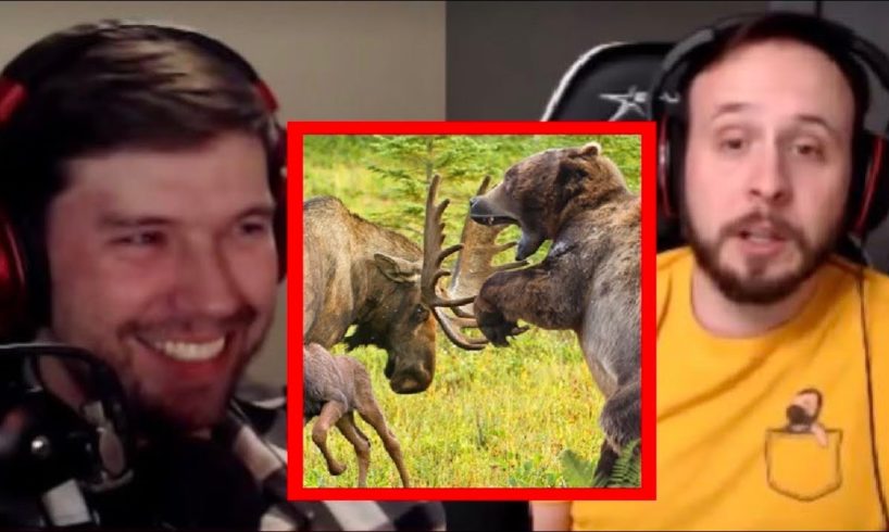 Moose vs Bear & Other Animal Fights | PKA