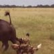 Most Deadliest Wild Animal Fights - Craziest Animal Attacks caught on camera