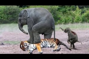 Mother Elephant Rescue baby from Tiger   Amazing Wild Animals Attacks, Crocodile vs Tiger vs Buffalo