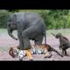 Mother Elephant Rescue baby from Tiger   Amazing Wild Animals Attacks, Crocodile vs Tiger vs Buffalo