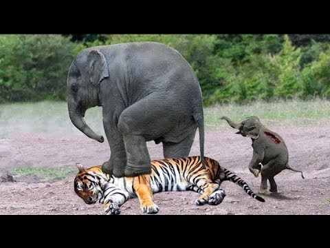 Mother Elephant Rescue baby from Tiger   Amazing Wild Animals Attacks, Crocodile vs Tiger vs Buffalo