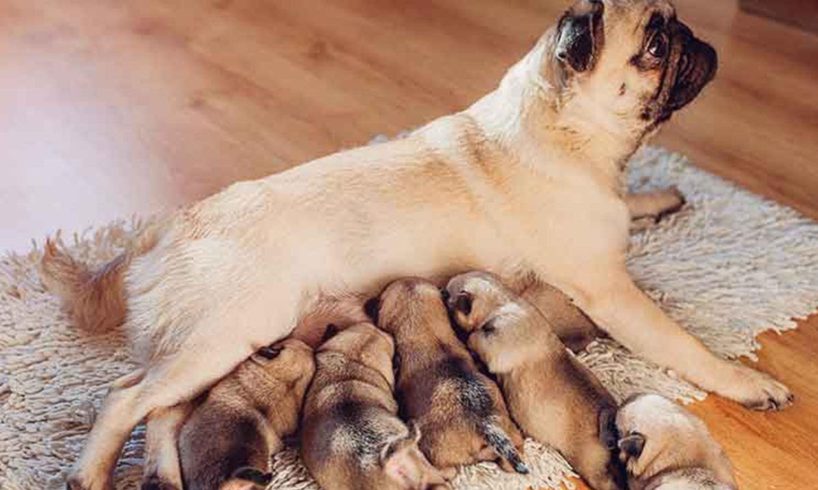 Mother Pug is giving birth to cute puppies!