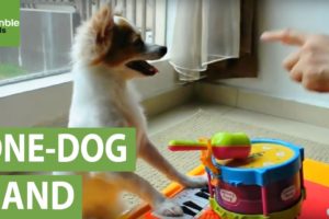 Musical dog plays piano and drums simultaneously