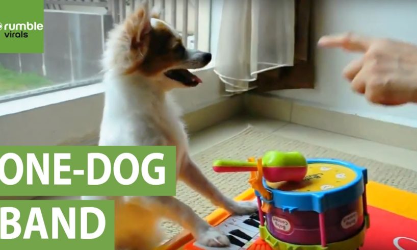 Musical dog plays piano and drums simultaneously