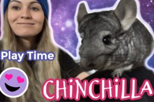 My Chinchillas Playing for 10 Minutes Straight