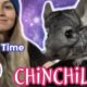 My Chinchillas Playing for 10 Minutes Straight