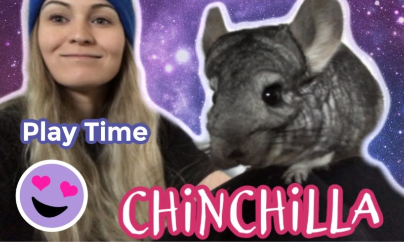 My Chinchillas Playing for 10 Minutes Straight