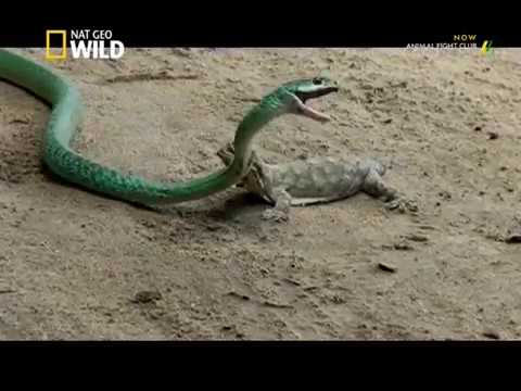 Nat Geo Wild Animal Fight club in Hindi