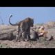 National Geographic Animals   Craziest Animal Fights!   BBC Documentary Discovery Animals 2