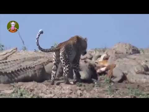 National Geographic Animals   Craziest Animal Fights!   BBC Documentary Discovery Animals 2