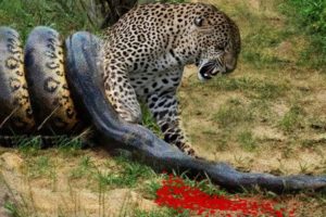 OMG! Giant Python Vs Leopard Real Fight - Amazing Moment Caugh On Camera - Wild Animals Attack