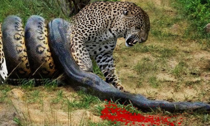OMG! Giant Python Vs Leopard Real Fight - Amazing Moment Caugh On Camera - Wild Animals Attack