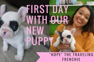 OUR NEW PUPPY ? | FRENCH BULLDOGS FIRST DAY AT HOME | CUTEST PUPPY EVER ?