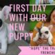 OUR NEW PUPPY ? | FRENCH BULLDOGS FIRST DAY AT HOME | CUTEST PUPPY EVER ?