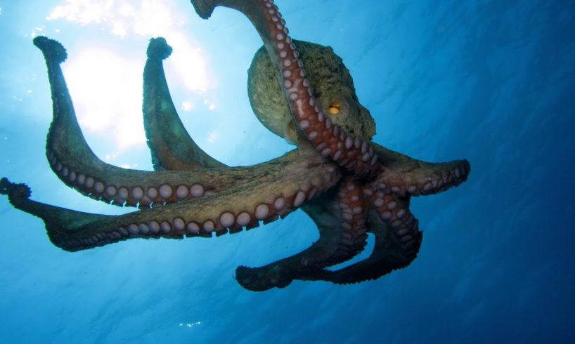 Octopus Uses Coconut Shell to Hide: Intelligent Animals