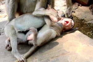 Oops! Little Baby Monkeys Fighting together Like this! All Adorable Baby Playing!