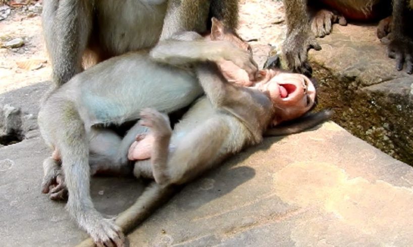 Oops! Little Baby Monkeys Fighting together Like this! All Adorable Baby Playing!