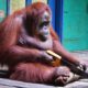 Orangutan saws a tree | Spy in the Wild - BBC