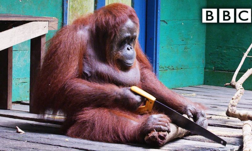 Orangutan saws a tree | Spy in the Wild - BBC