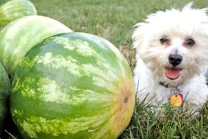 PUPPY VS WATERMELON!! | PUPPY EATS WATERMELON FOR THE FIRST TIME!! (Cutest Puppy Reaction Ever??)