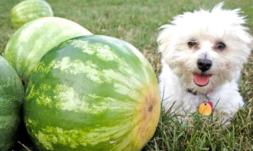 PUPPY VS WATERMELON!! | PUPPY EATS WATERMELON FOR THE FIRST TIME!! (Cutest Puppy Reaction Ever??)