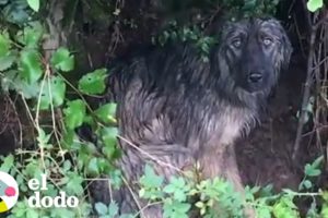 Perrita abandonada en la carretera recibe un nuevo hogar | El Dodo