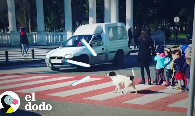 Perro callejero siempre ayuda a los niños a cruzar a calle | El Dodo