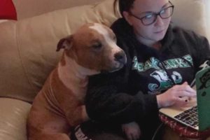 Pit Bull Can't Stop Cuddling With Owner Who Rescued Him From Shelter