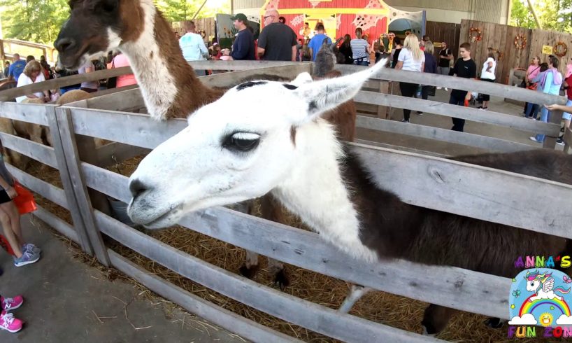 Playing with the Farm Animals at the Amusement Park Zoo