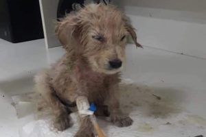 Poor HOmeless Puppies got stuck between wood logs