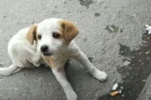Poor Sick Puppy Abandoned Lying on the Ground, Sadness Want sleep Without Fears