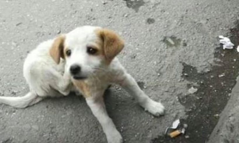 Poor Sick Puppy Abandoned Lying on the Ground, Sadness Want sleep Without Fears
