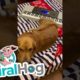 Pup Plays Piano with Tail || ViralHog
