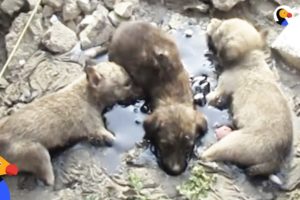Puppies Stuck In Tar Cried Until People Heard and Rescued Them | The Dodo