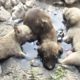 Puppies Stuck In Tar Cried Until People Heard and Rescued Them | The Dodo