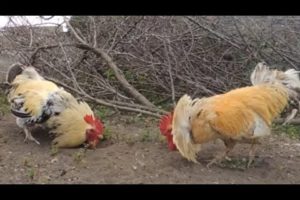 ROOSTER FIGHT | Chicken fighting | Cock Fighting | Animal Fighting | Around bd
