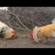 ROOSTER FIGHT | Chicken fighting | Cock Fighting | Animal Fighting | Around bd