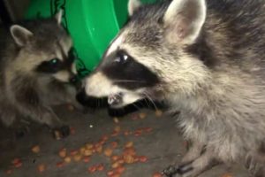 Raccoons eating and playing on my back porch  -  6/22/2019