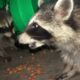 Raccoons eating and playing on my back porch  -  6/22/2019