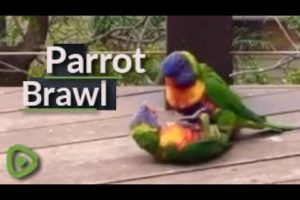 Rainbow Lorikeet couple play with each other on person's balcony