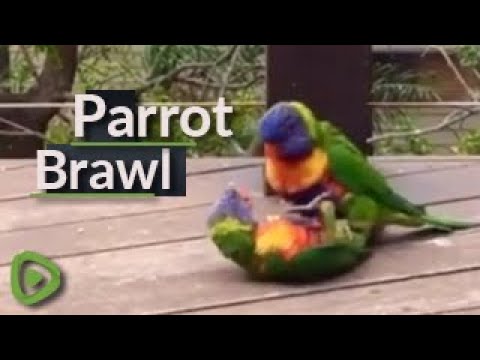 Rainbow Lorikeet couple play with each other on person's balcony