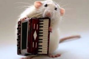 Rats Playing Intruments!