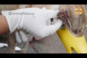 Removing 10000+ Ticks From Poor Bone and Skin Dogs - Rescue Dog Ticks part 1