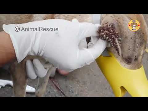 Removing 10000+ Ticks From Poor Bone and Skin Dogs - Rescue Dog Ticks part 1