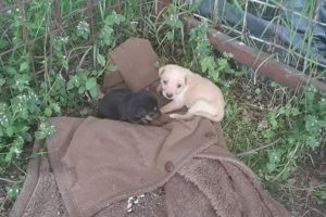 Rescue 2 Poor Puppies was Abandoned in Alone, Scared, Thirsty and Hungry