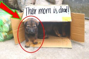 Rescue 3 puppies in a carton box with the note "Their mom is dead" -길위에 버려진 강아지들을 살려준다