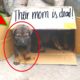 Rescue 3 puppies in a carton box with the note "Their mom is dead" -길위에 버려진 강아지들을 살려준다