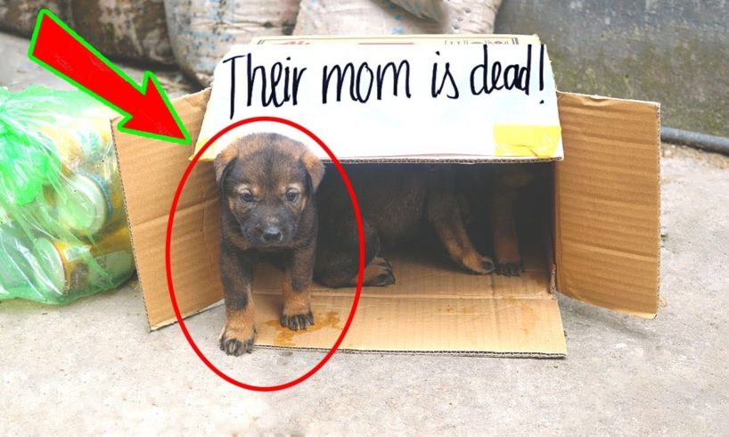 Rescue 3 puppies in a carton box with the note "Their mom is dead" -길위에 버려진 강아지들을 살려준다